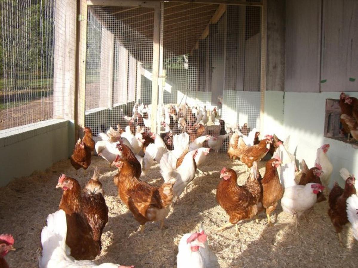 Ferienhof Pfeiffer Buchen  Bagian luar foto